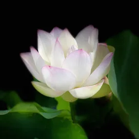 Decorated Lantern Lotus (Bare Root)